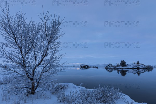 Snow-covered small islands overgrown with bushes in Lake Myvatn, at blue hour, Kalfaströnd,