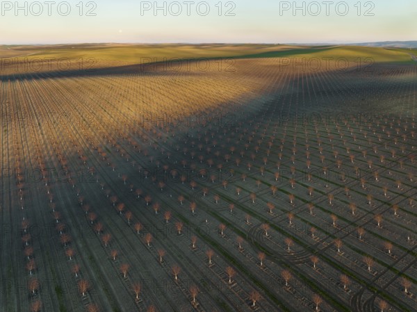 Cultivated young Almond Trees (Prunus dulcis) in the Campiña Cordobesa, the fertile rural area