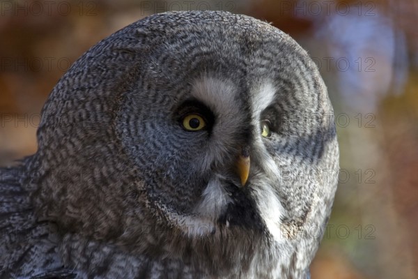 Bearded Owl (Strix nebulosa), captive, Bad Mergentheim Wildlife Park, Baden-Württemberg, Germany,
