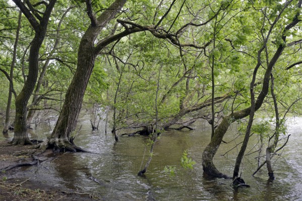 Lake Möhne, deciduous trees on the shore, lapped by the water, Möhne Dam, North Rhine-Westphalia,