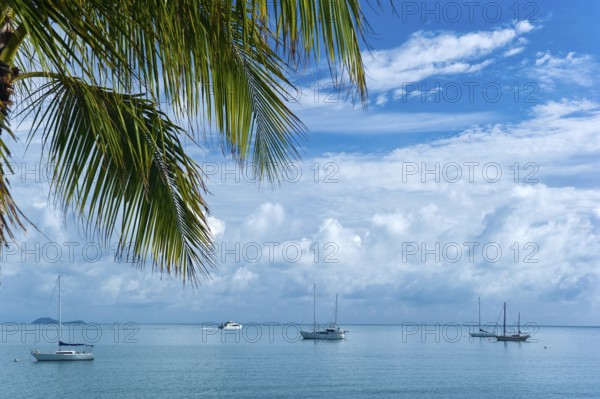 Bay with palm tree, sailing ships, travel, holiday, sea, tropics, nice weather, Arlie Beach,
