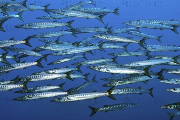School Shoal of European Barracuda Mediterranean Barracuda (Sphyraena sphyraena), Mediterranean
