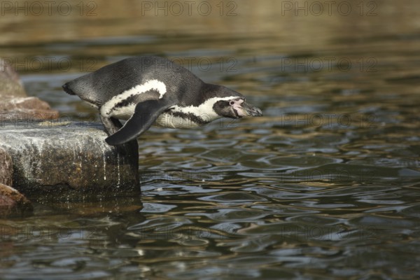 Humboldt penguin (Spheniscus humboldti), shore, standing, jump, water, leap, spectacled penguins