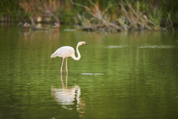 Greater Flamingo (Phoenicopterus roseus) standing in the water, drinking, Parc Naturel Regional de