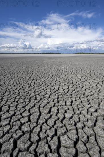 Cracked earth, heavily dried out Zicksee, Lake Neusiedl-Seewinkel National Park, Burgenland,
