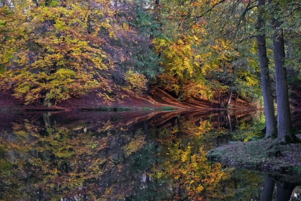 Ponds at Homborn, nature reserve, Homborn Valley, Borken, Münsterland, North Rhine-Westphalia,