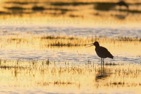 Black-tailed Godwit (Limosa limosa) in backlight, evening mood, calling, silhouette,