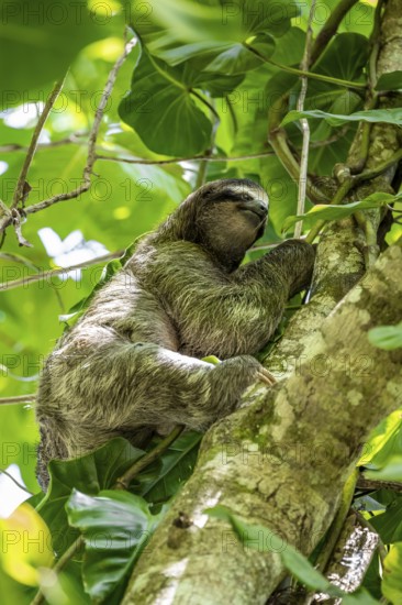 Brown-throated sloth (Bradypus variegatus) climbing a tree, Cahuita National Park, Costa Rica,