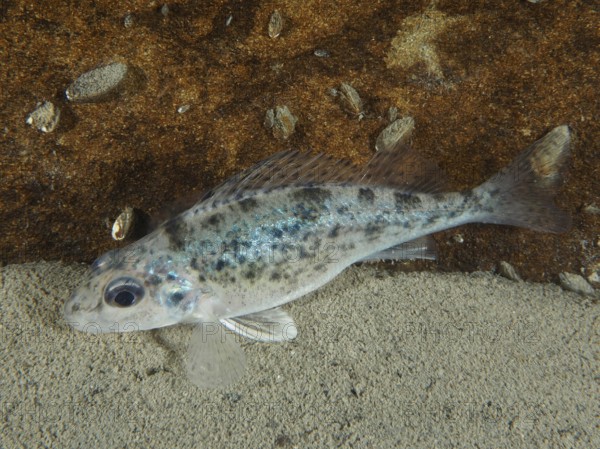 A speckled ruffe (Gymnocephalus cernua) lies on the sandy bottom, dive site Ermitage, Küsnacht,