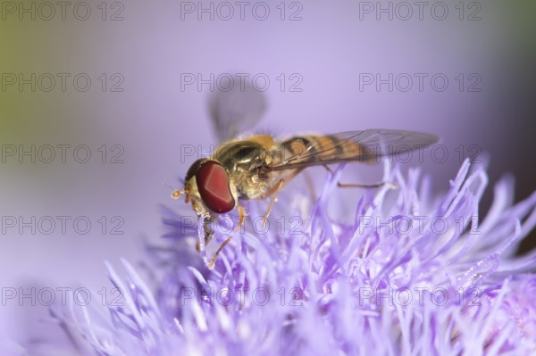 Common hoverfly (Eupeodes corollae) adult insect feeding on garden flower in summer, England,