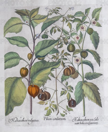 Bladder cherry or lampion flower (Physalis Alkekengi), balloon plant or heart seed (Cardiospermum