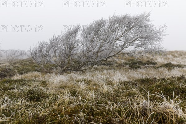 Marram Grass with hoar frost and windblown dunes in the dune landscape in the fog on Norderney,