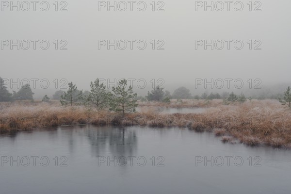 View of a frozen pond in the moor with hoarfrost frozen vegetation, landscape photo, nature photo,