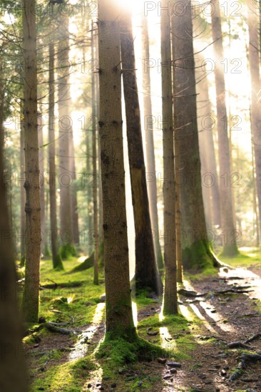 Rays of light fall through the canopy into a moss-covered forest, Unterhaugstett, Black Forest,