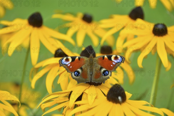 Peacock butterfly (Aglais io) in a garden on a flower of Rudbeckia fulgida (Rudbeckia fulgida),