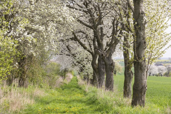 Fruit tree avenue in bloom, meadow path with flowering cherry trees (prunus) near Zaschwitz,