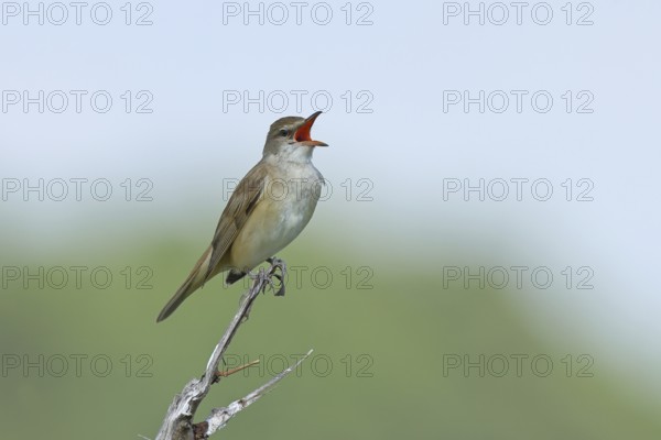Great Reed Warbler (Acrocephalus arundinaceus) with open beak, singing, twittering, sitting on a
