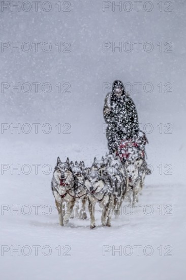 Dog sledding, sled dog driving, dog sled racing, husky, snow, winter, Yukon Quest, Yukon, Canada,