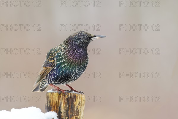 Starling, Common starling (Sturnus vulgaris) standing on a fence post in winter, Wildlife, Winter,