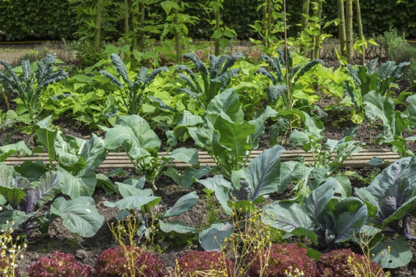 Garden with various vegetable plants, including kale and lettuce, arranged in rows, with lush green