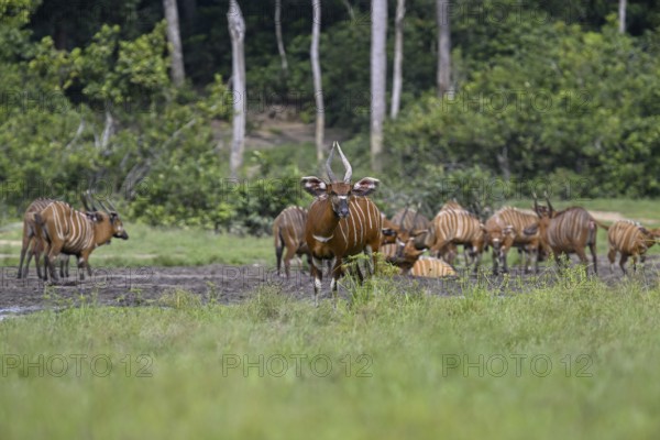 Bongo antelopes (Tragelaphus eurycerus) in the Dzanga Bai forest clearing, Dzanga-Ndoki National