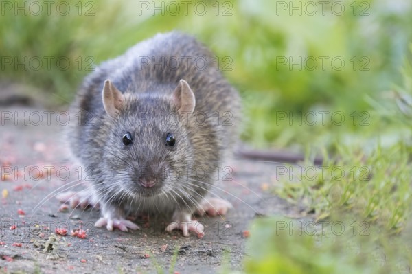 A young Norway rat (Rattus norvegicus) sits on a path in the countryside and looks curiously ahead,