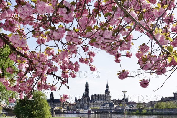 Dresden in spring, blossom of the ornamental cherry, view to the Hofkirche and the castle, Saxony,