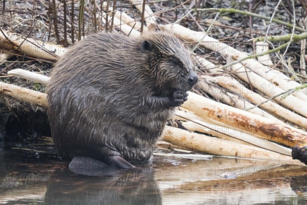 A beaver (Castor fibre) sits by the water surrounded by gnawed branches in a humid environment,
