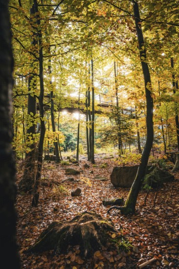 Autumn forest with treetop path and sunlight, Sommerberg, Bad Wildbad, Black Forest, Germany,