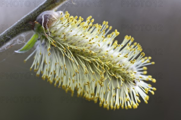 Close-up of the inflorescence of the willow bush, willow catkins, Flusslandschaft Peenetal nature