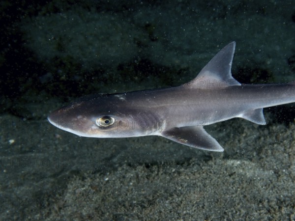 Close-up of a Common smooth-hound shark (Mustelus mustelus) swimming calmly above the seabed at