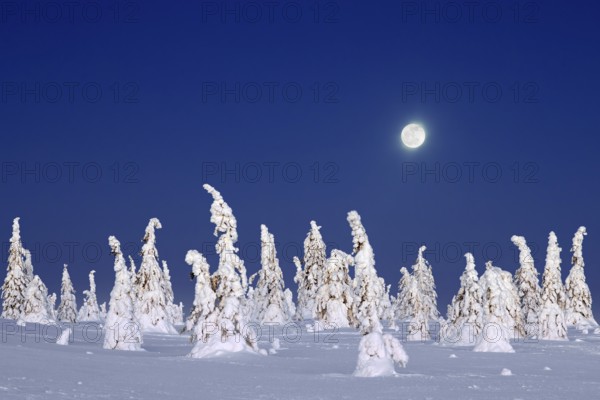 Tykky forest, snow covered spruce trees on the taiga at full moon in winter, Riisitunturi National
