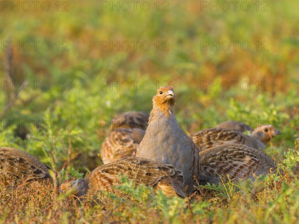 Gray partridges (Perdix perdix), family group (chain) on a fallow land, Solms, Hesse, Germany,