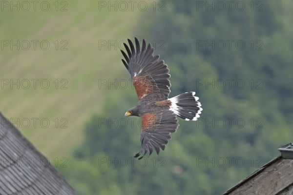 Harris's hawk (Parabuteo unicinctus), Hohenwerfen Castle, Salzburger Land, Austria, falconer,