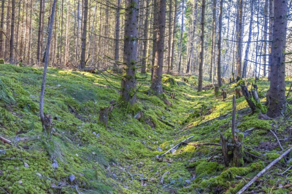 Old hollow way in a spruce forest with green moss on the ground a sunny spring day, Sweden, Europe