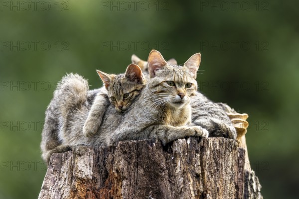 A protective cat with cuddling kittens on a tree trunk in the forest, wildcat (Felis silvestris),