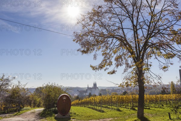 Viewpoint over the Proschwitz vineyards to Albrechtsburg Castle and Meissen Cathedral, Saxony,