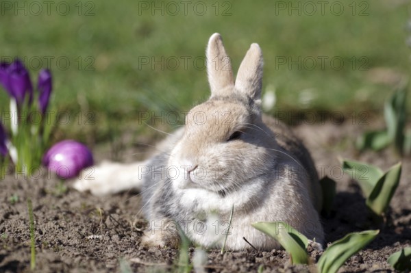 Rabbit (Oryctolagus cuniculus domestica), Easter, lying, crocuses, Easter egg, A rabbit lies
