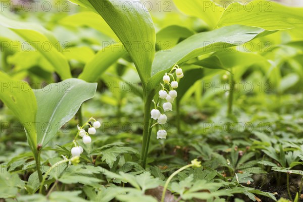 Flowering lily of the valley (Convallaria majalis) in the forest near Moritzburg, Saxony, Germany,
