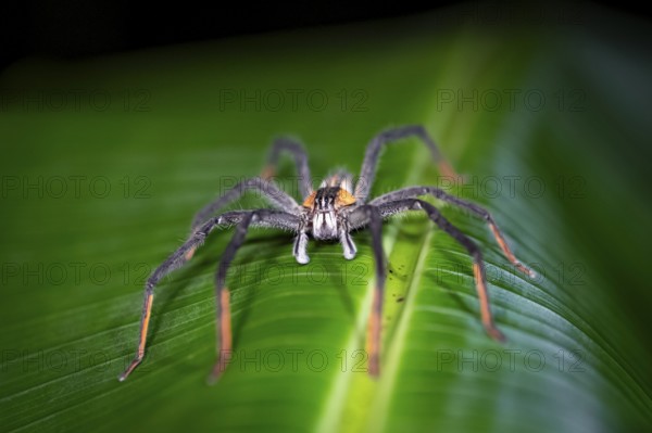 Getazi comb spider or Getazi banana spider (Cupiennius tazi), adult male sitting on a leaf at