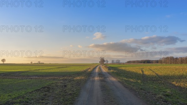 View along a country lane in the evening light, clouds, blue sky, backlight, field, landscape