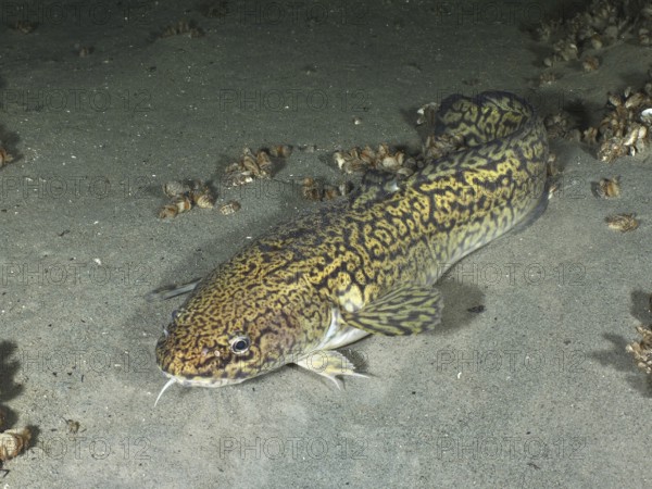 Tiger fish, burbot (Lota lota), resting on sandy bottom, dive site Steilwand, Wallhausen, Lake