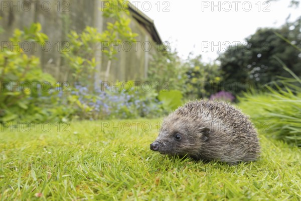 European hedgehog (Erinaceus europaeus) adult animal on a garden grass lawn in the spring, England,