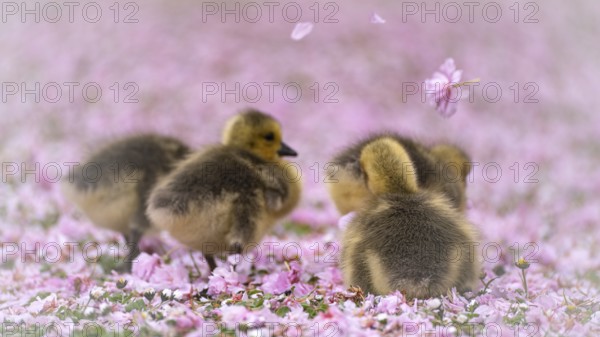 Canada goose chicks (Branta canadensis) four running through a meadow covered with pink cherry