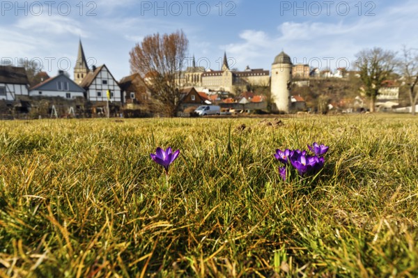 Crocuses in a meadow, town panorama, old town, Hanseatic town of Warburg, Warburger Börde, Upper