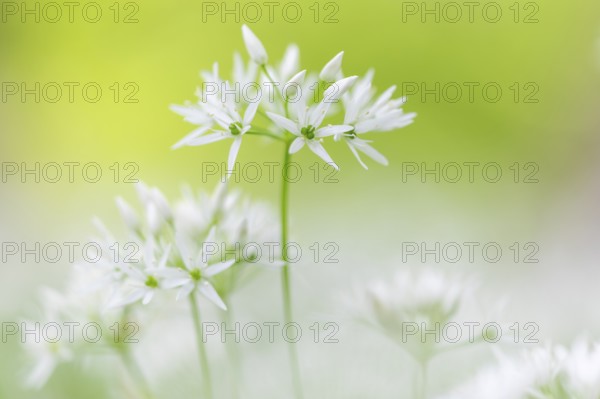 Wild garlic in flower (Allium ursinum), allium family (Allium), beech forest, Weiterdingen, Hegau,