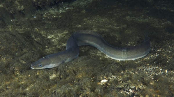 A European eel (Anguilla anguilla) in a dark, rocky underwater environment, dive site Zollbrücke,