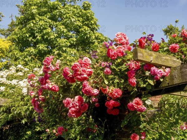 Pink climbing roses climbing lushly over a wooden pergola and standing out against the blue sky,