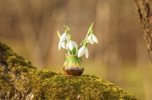 Snowdrop spring flowers. Still life with snowdrops on a sunny day. Snowdrops and sunshine. Wood and