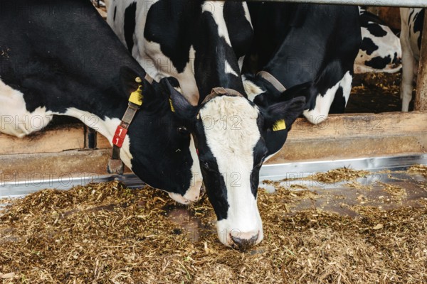 Calf cow in cage, caring on bio farm farming, feed hay grass silage pets, dairy cattle breeds,